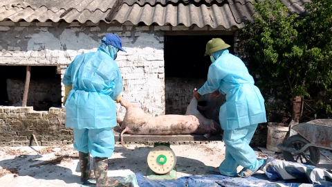 Ninh B&igrave;nh quyết liệt khống chế dịch tả lợn ch&acirc;u Phi
