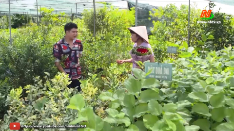 Chăm s&oacute;c d&acirc;u quả d&agrave;i Đ&agrave;i Loan; C&acirc;y b&aacute;nh kem