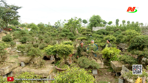 Hội Cựu chiến binh x&atilde; Y&ecirc;n Cường gi&uacute;p nhau ph&aacute;t triển kinh tế