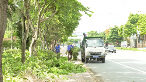 Chủ động đảm bảo an to&agrave;n hệ thống c&acirc;y xanh trong m&ugrave;a mưa b&atilde;o