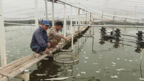 Kỹ thuật chống r&eacute;t cho t&ocirc;m vụ 3