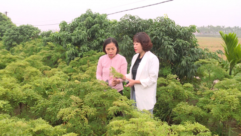 Ph&aacute;t triển c&acirc;y dược liệu