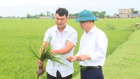 T&iacute;ch cực chăm s&oacute;c v&agrave; bảo vệ l&uacute;a m&ugrave;a