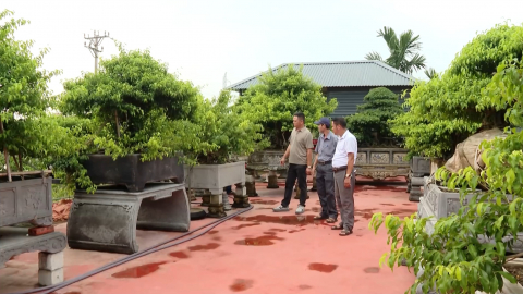 Nghề c&acirc;y cảnh tạo sinh kế cho người d&acirc;n ven biển