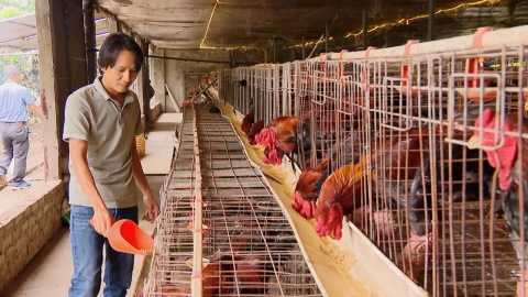 Một số biện ph&aacute;p kỹ thuật nhằm n&acirc;ng cao hiệu quả trong chăn nu&ocirc;i g&agrave;