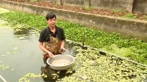 Kỹ thuật nu&ocirc;i ốc nhồi thương phẩm