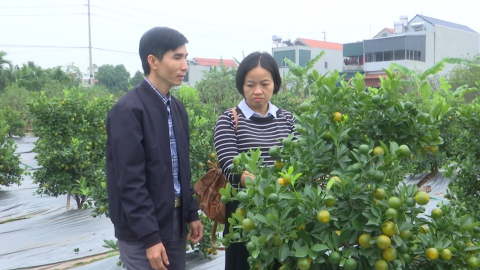 Cải tạo vườn tạp - X&acirc;y dựng c&aacute;c m&ocirc; h&igrave;nh sinh kế bền vững