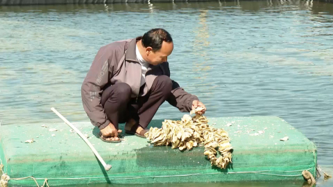 Kim Đ&ocirc;ng ph&aacute;t triển kinh tế từ nu&ocirc;i h&agrave;u giống