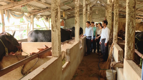 Ch&iacute;nh s&aacute;ch hỗ trợ n&acirc;ng cao hiệu quả chăn nu&ocirc;i