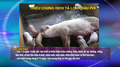 Kỹ thuật ph&ograve;ng chống dịch tả lợn ch&acirc;u Phi