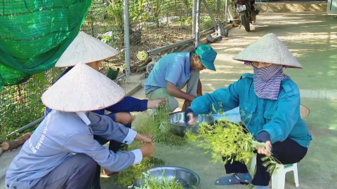 Trồng c&acirc;y hoa h&ograve;e cho hiệu quả kinh tế cao