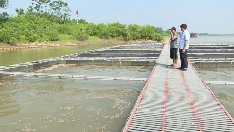 Nu&ocirc;i c&aacute; lồng tr&ecirc;n s&ocirc;ng Hồng cho hiệu quả kinh tế cao
