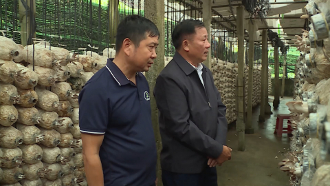 L&agrave;m gi&agrave;u từ nghề trồng nấm