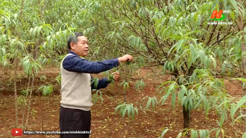 Đ&ocirc;ng Sơn chuẩn bị đ&agrave;o tết