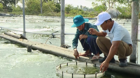 Hiệu quả nu&ocirc;i thủy sản nước lợ theo hướng th&acirc;m canh