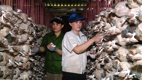 Th&agrave;nh c&ocirc;ng từ m&ocirc; h&igrave;nh trồng nấm