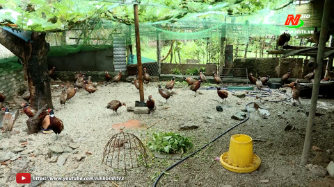 L&agrave;m gi&agrave;u với m&ocirc; h&igrave;nh nu&ocirc;i chim trĩ