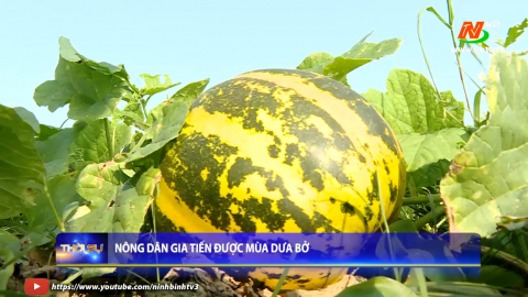N&ocirc;ng d&acirc;n Gia Tiến được m&ugrave;a dưa bở