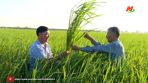 Lợi &iacute;ch k&eacute;p từ sản xuất l&uacute;a theo hướng hữu cơ