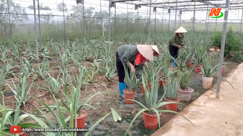  Hợp t&aacute;c x&atilde; n&acirc;ng cao hiệu quả hoạt động 