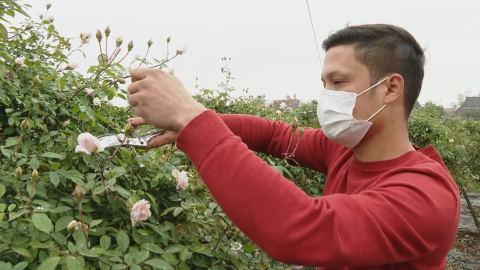 Vườn hồng ng&agrave;y xu&acirc;n