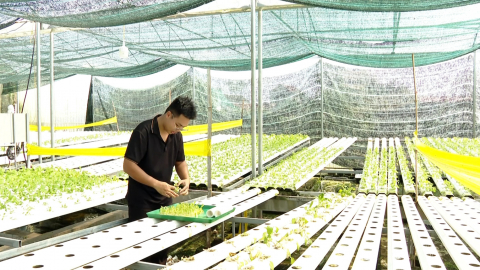 Trồng rau thủy canh trong nh&agrave; m&agrave;ng cho hiệu quả cao