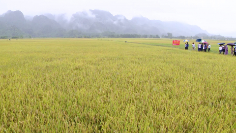 Gia Viễn triển khai sản xuất vụ M&ugrave;a
