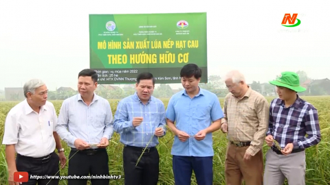 Hội thảo đầu bờ sản xuất l&uacute;a hữu cơ ở Kim Sơn