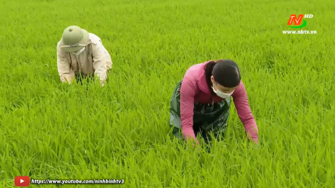 Tăng cường ph&ograve;ng trừ s&acirc;u bệnh cho l&uacute;a Đ&ocirc;ng Xu&acirc;n