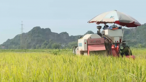 Sức sống mới tr&ecirc;n c&aacute;nh đồng Hoa Lư