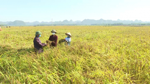 Nho Quan đẩy mạnh ph&aacute;t triển kinh tế trong x&acirc;y dựng n&ocirc;ng th&ocirc;n mới
