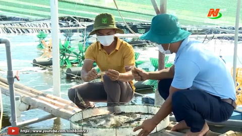 Những lưu &yacute; khi nu&ocirc;i t&ocirc;m tr&aacute;i vụ