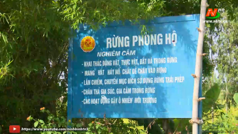 Y&ecirc;n M&ocirc; đẩy mạnh chăm s&oacute;c, bảo vệ v&agrave; ph&aacute;t triển rừng
