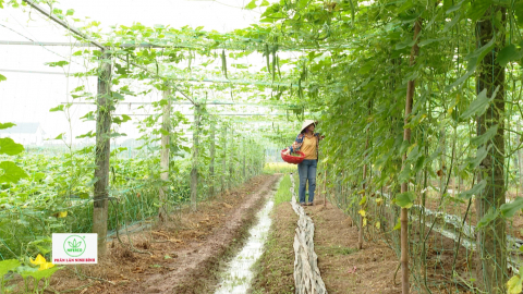HTX n&acirc;ng cao hiệu quả c&acirc;y trồng vụ đ&ocirc;ng