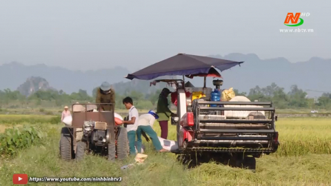 Ninh B&igrave;nh: Vụ Đ&ocirc;ng Xu&acirc;n năm 2022 phấn đấu c&oacute; 95% diện t&iacute;ch tr&agrave; xu&acirc;n muộn