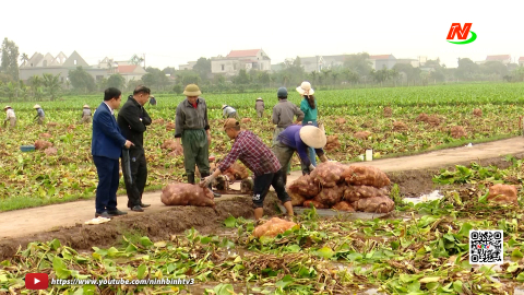 Y&ecirc;n Kh&aacute;nh ph&aacute;t triển v&ugrave;ng trồng c&acirc;y dược liệu