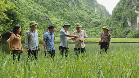 Sắc v&agrave;ng rực rỡ b&ecirc;n d&ograve;ng s&ocirc;ng Ng&ocirc; đồng