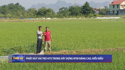 Ph&aacute;t huy vai tr&ograve; HTX trong x&acirc;y dựng NTM n&acirc;ng cao, kiểu mẫu