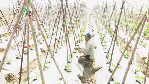 Đẩy mạnh li&ecirc;n kết sản xuất vụ đ&ocirc;ng ở Y&ecirc;n Kh&aacute;nh