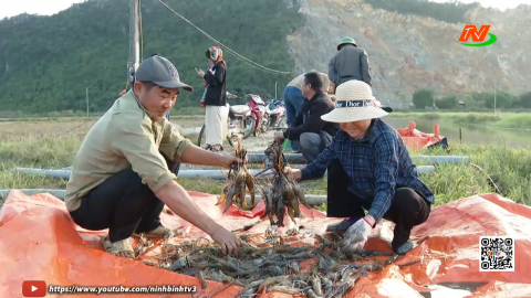 Phường Y&ecirc;n Sơn ph&aacute;t triển nu&ocirc;i thả thủy sản ở v&ugrave;ng ruộng trũng