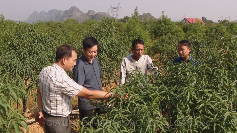 Gia L&acirc;m chuẩn bị đ&agrave;o Tết