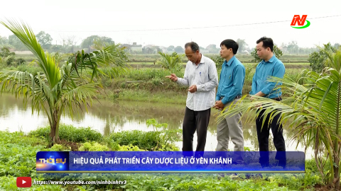Hiệu quả ph&aacute;t triển c&acirc;y dược liệu ở Y&ecirc;n Kh&aacute;nh