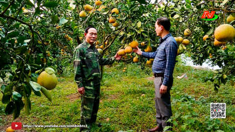 M&ugrave;a v&agrave;ng tr&ecirc;n v&ugrave;ng đất đồi
