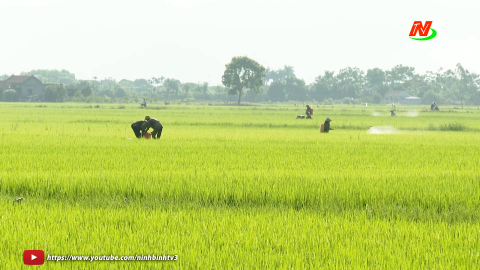 Tập trung chăm s&oacute;c, ph&ograve;ng trừ s&acirc;u, bệnh hại cho l&uacute;a m&ugrave;a