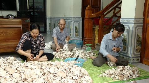 Hiệu quả m&ocirc; h&igrave;nh trồng nấm ở Quỳnh Lưu