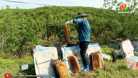 M&ugrave;a nu&ocirc;i ong lấy mật ở ven biển kim Sơn
