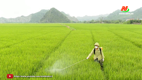 Chủ động ph&ograve;ng chống s&acirc;u bệnh cho l&uacute;a Đ&ocirc;ng Xu&acirc;n