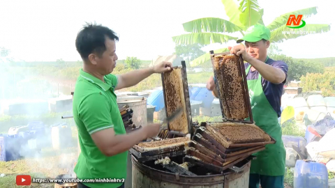 Kim Sơn thu hoạch mật ong s&uacute; vẹt