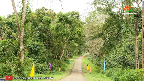 Sẵn s&agrave;ng cho giải chạy " C&uacute;c Phương Jungle Paths năm 2022"