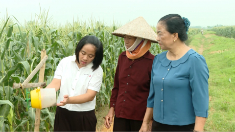 Ph&ograve;ng trừ s&acirc;u bệnh để n&acirc;ng cao chất lượng c&acirc;y ng&ocirc;